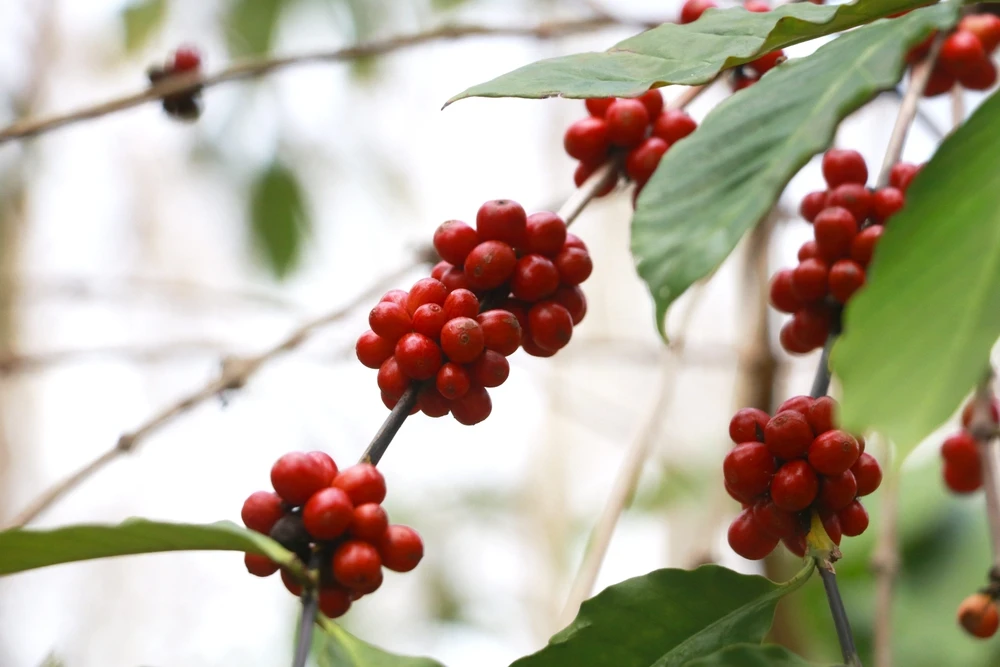 Planta de bagas de café vermelho maduro planta de café de semente fresca crescimento de árvore em verde agricultura ecológica orgânica. Feche a colheita de bagas robusta conilon de semente madura vermelha para o jardim de café. Feijão de café verde arbusto de folha
